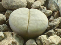 lithops vallis-mariae