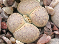 lithops verruculosa