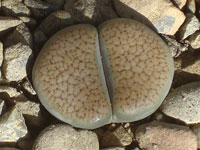 Lithops verruculosa