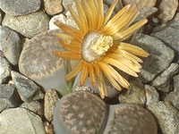 Lithops verruculosa