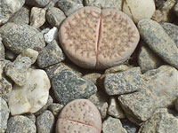 Lithops verruculosa