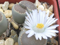 Lithops villetii