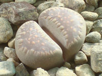 Lithops villetii