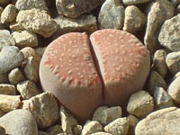 Lithops villetii