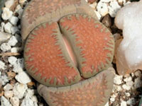 Lithops villetii