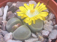 Lithops viridis