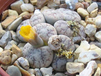 Lithops werneri