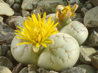 Lithops werneri