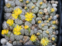 Lithops werneri