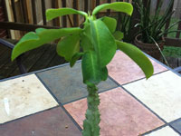 Monadenium arborescens