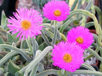Monilaria chrysoleuca