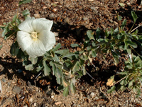 Monsonia crassicaulis