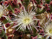 Mesembryanthemum crystallinum