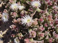 Mesembryanthemum crystallinum