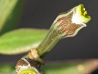 Monadenium montanum