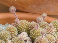 Monanthes polyphylla