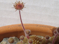 Monanthes polyphylla