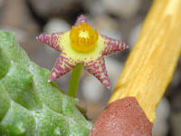 Notechidnopsis tessellata