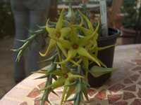 Orbea caudata