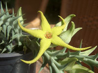 Orbea caudata