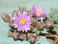 Oscularia deltoides