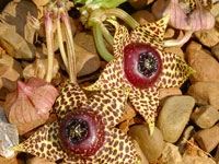 Orbea elegans