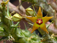 Orbea gemugofana