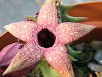 Orbea gerstneri