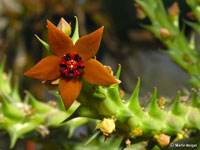 Orbea gilbertii