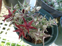 Orbea gilbertii