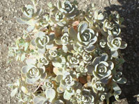 Orostachys malacophylla