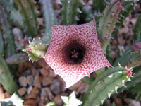 Orbea paradoxa