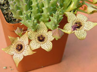 Orbea pulchella