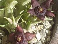 Orbea semota