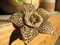 Orbea variegata