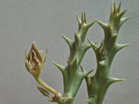 Orbea verrucosa