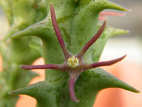 Orbea wissmannii