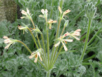 Pelargonium appendiculatum