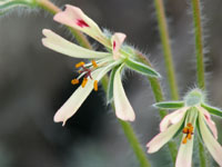 Pelargonium appendiculatum