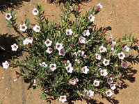 Pachypodium bispinosum