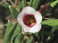 Pachypodium bispinosum