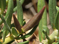 Pachypodium bispinosum