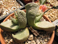 Pleiospilos bolusii