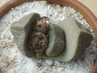 Pleiospilos bolusii