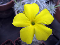 Pachypodium brevicaule