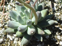 Pachyphytum compactum