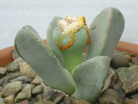 Pleiospilos compactus