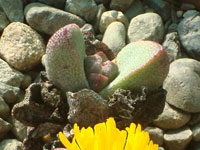 Pleiospilos compactus