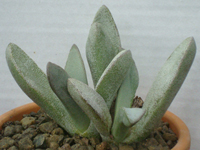 Pleiospilos compactus