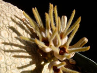 Pseudolithos cubiformis